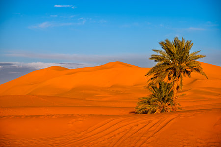 Date palm tree in the desert