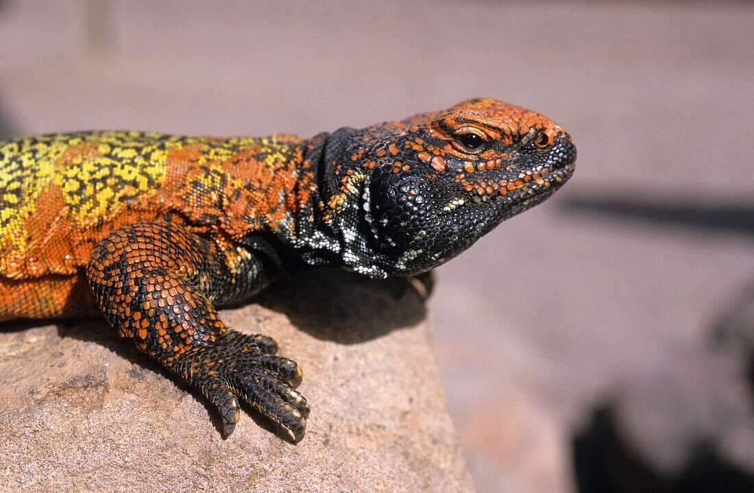 Lizard in the Sahara